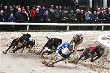 GREYHOUNDS: Happy Harry’s sprint delight