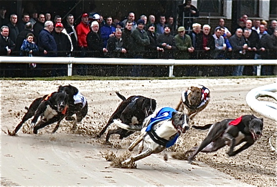GREYHOUNDS: Danny's daring border double