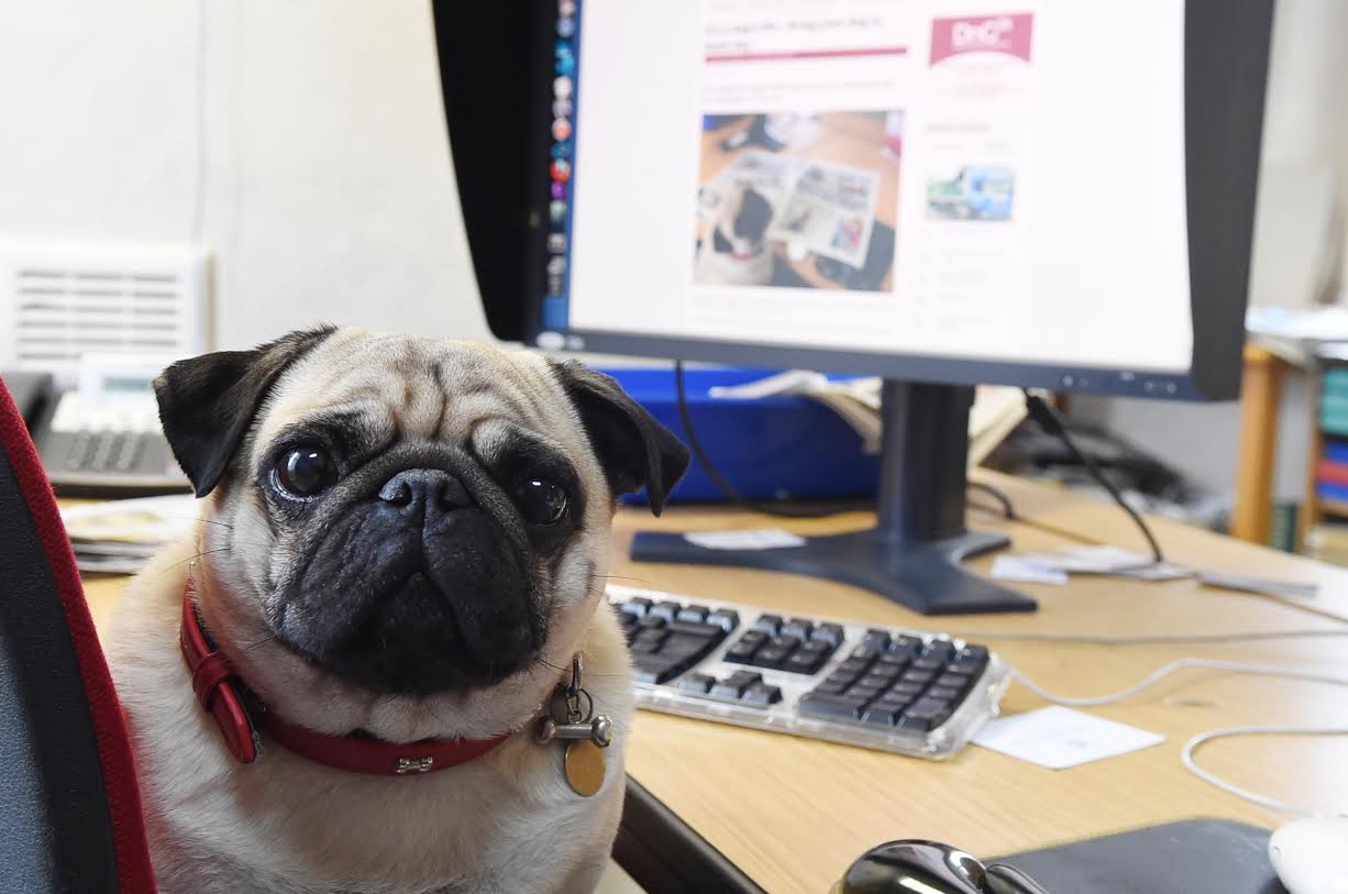 A Pug's life - a day in the life of a news hound