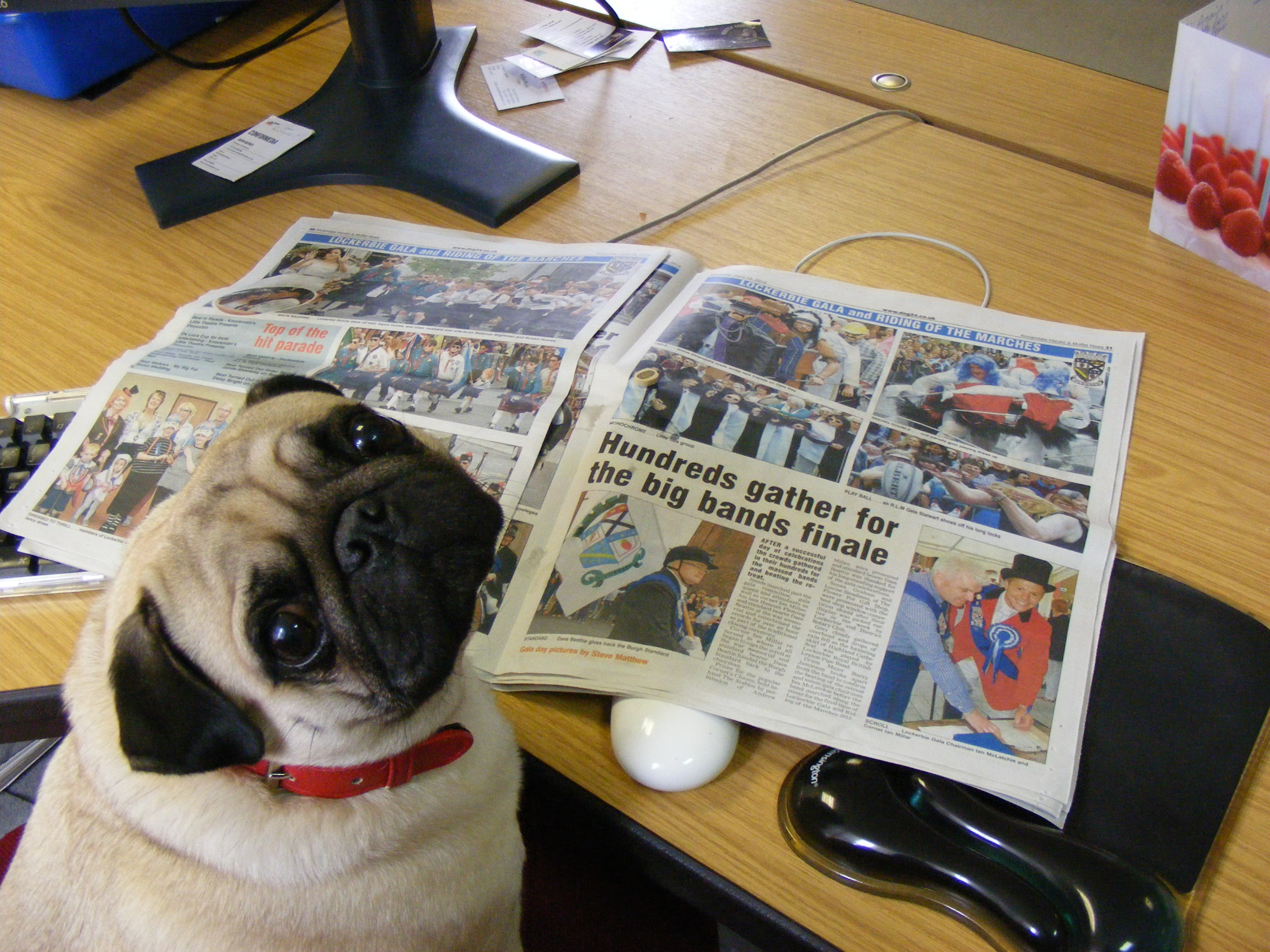 It's a dog's life - Bring your dog to work day