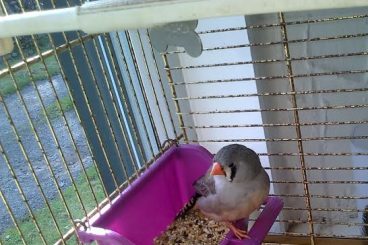 Pet shop’s lost visitor