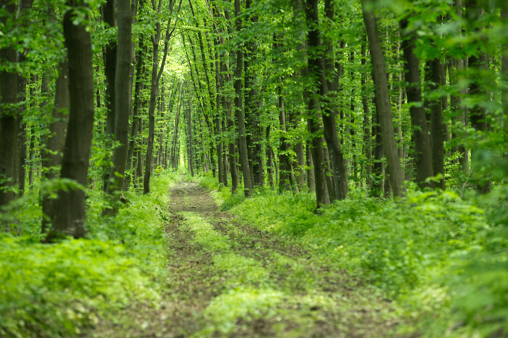 Forestry felling plans