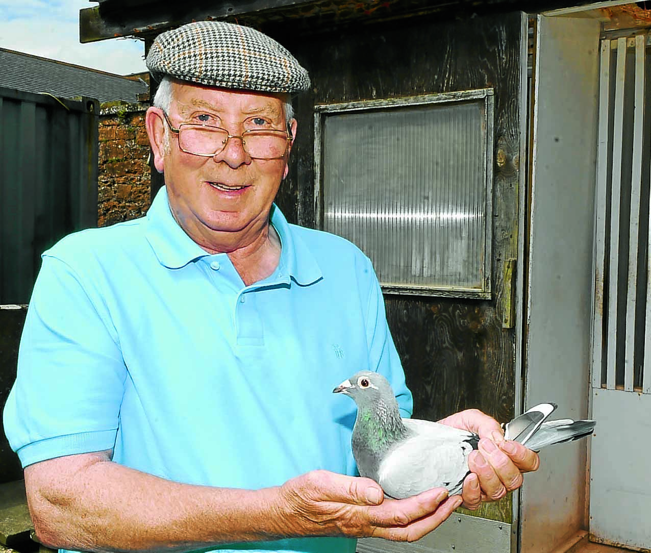 John is flying high after national pigeon race win