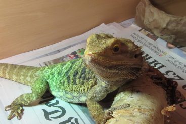 Bearded dragon found