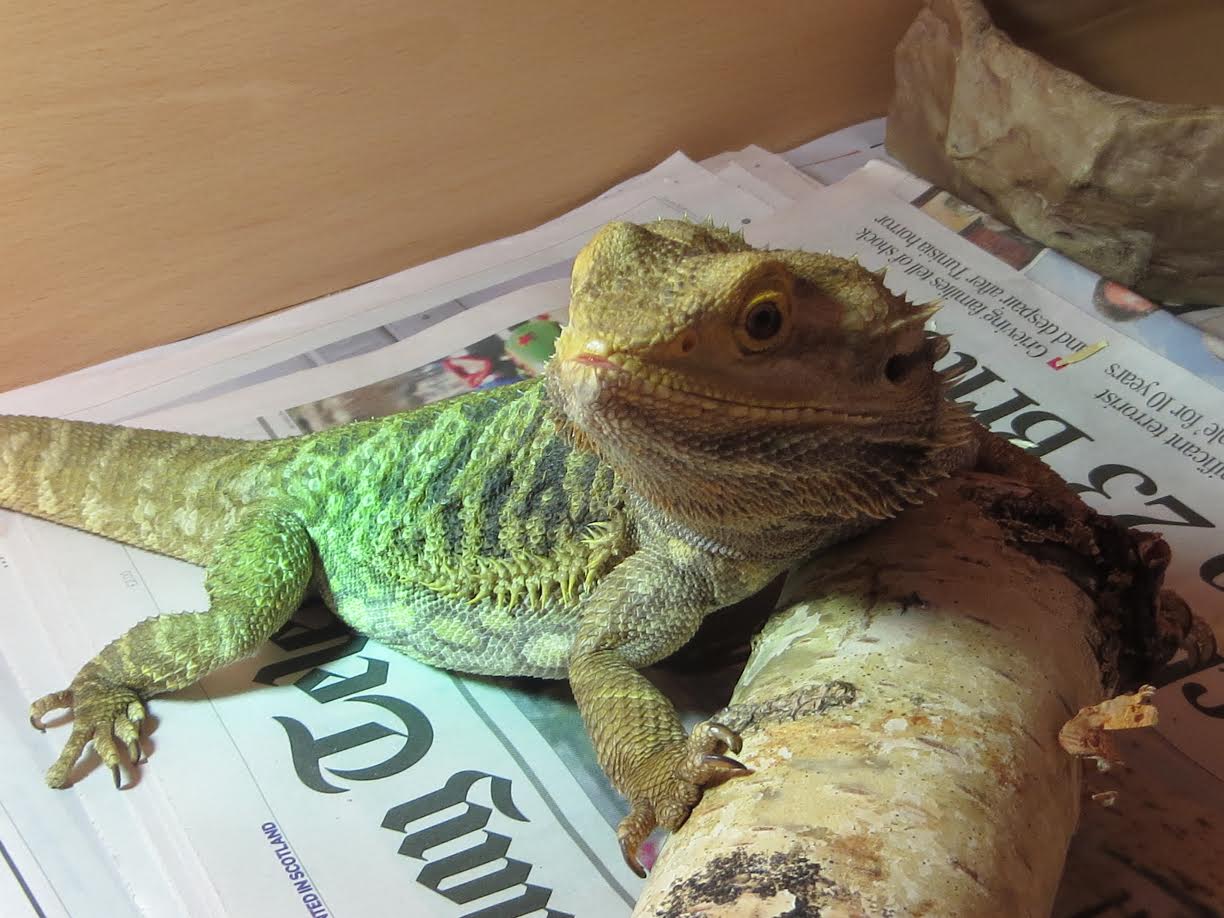 Bearded dragon found