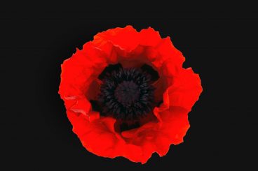 Poppy volunteers appeal