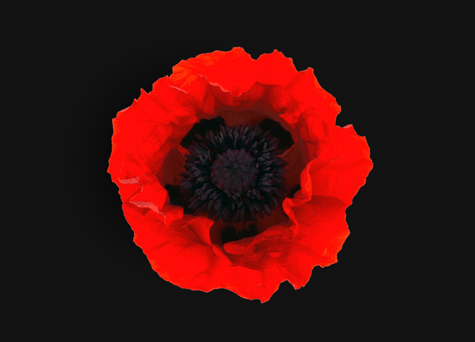 Poppy volunteers appeal