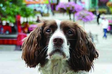 Spaniel recruited in hunt for illegal tobacco