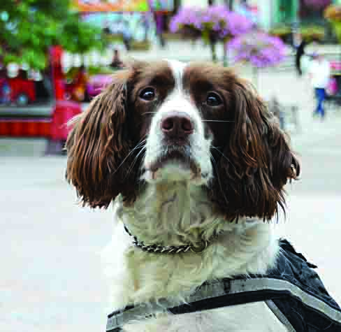 Spaniel recruited in hunt for illegal tobacco