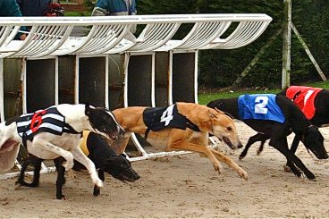 GREYHOUNDS: Uncle Tom  sees off  sprint race  challenger