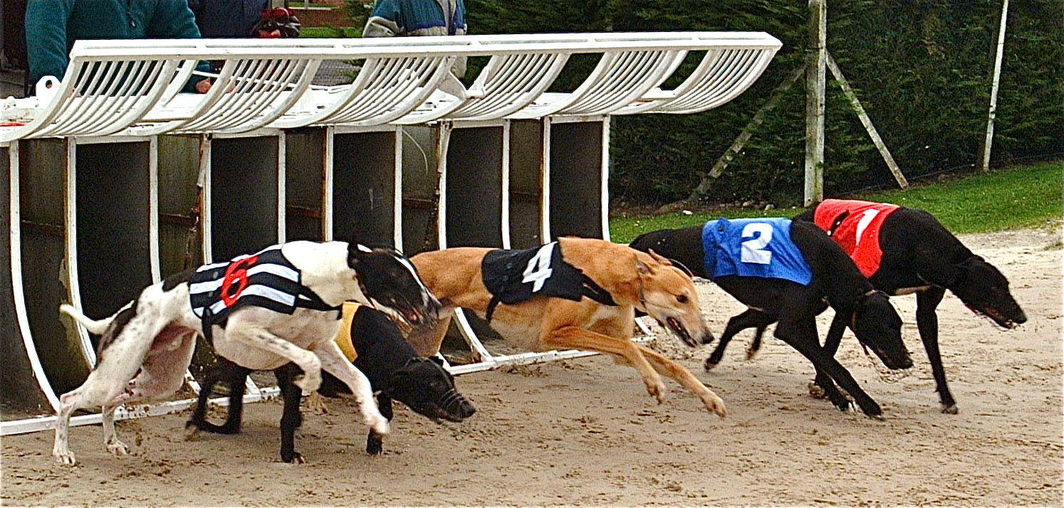 GREYHOUNDS: Uncle Tom  sees off  sprint race  challenger