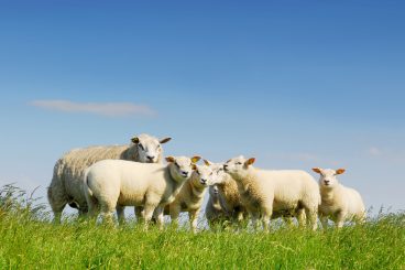 Suspicious sheep death sparks investigation
