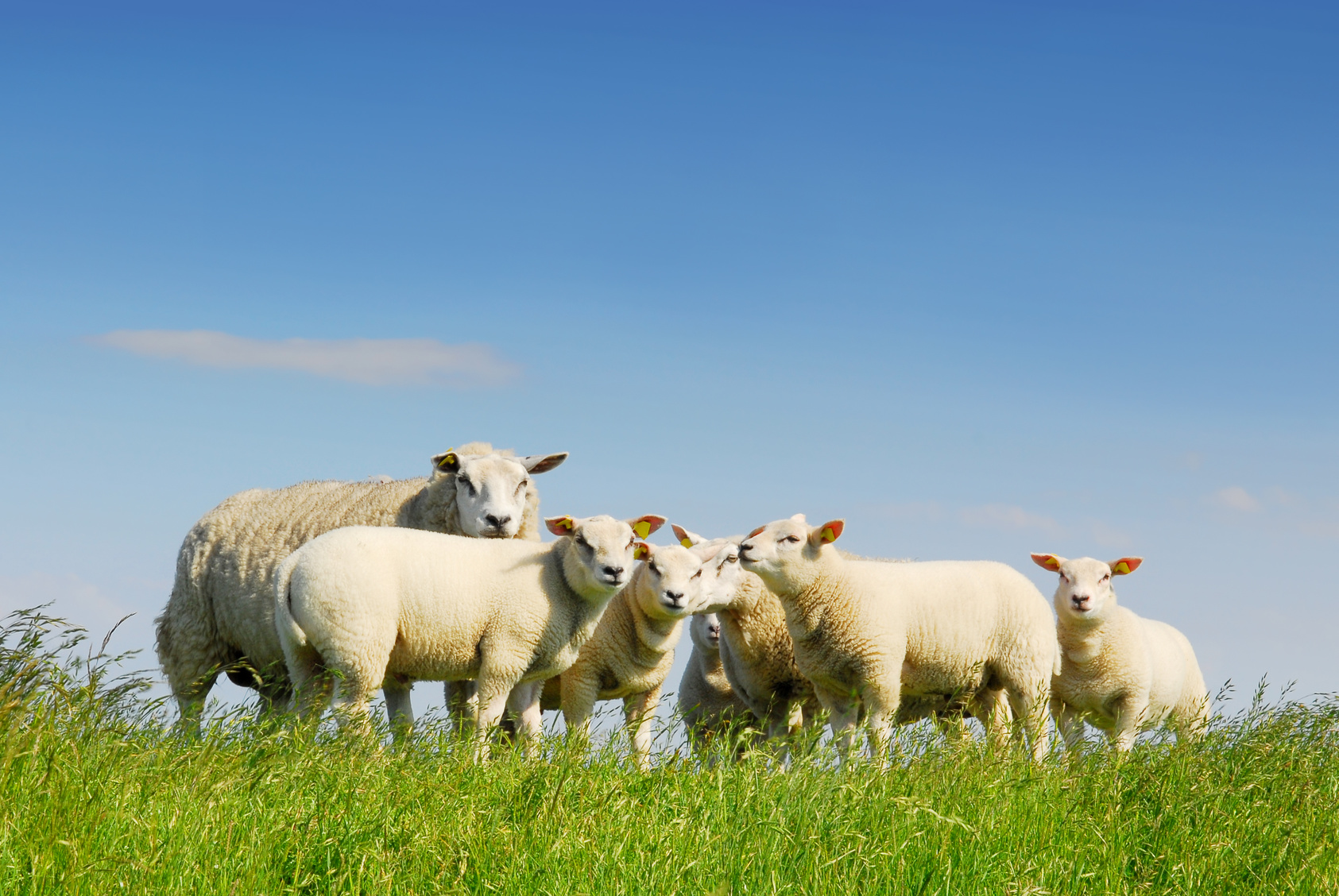 Gruesome video of sheep worrying shared