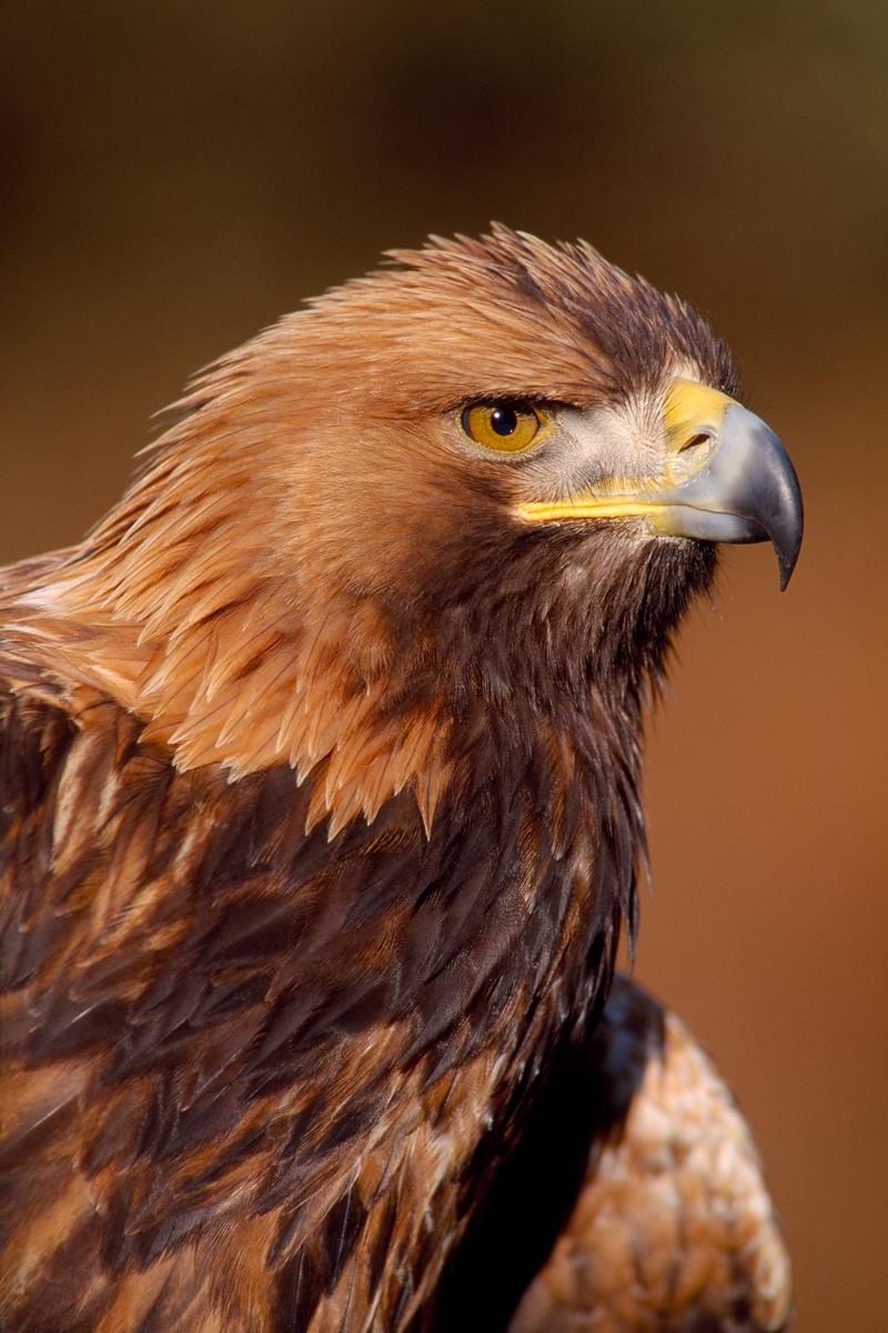 Project aims to boost eagle population