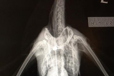 Appeal for seagull shooter