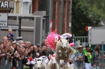 Ewe won’t stop us – sheep race will go on despite petition