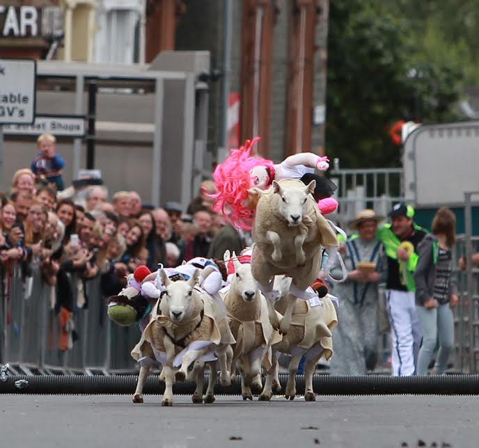 Town ready to go 'baa-rmy' for sheep races