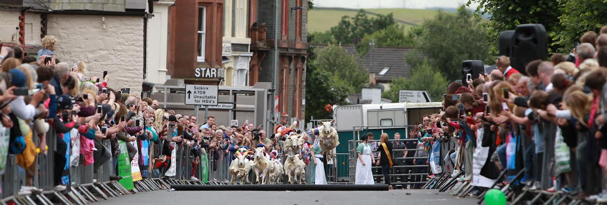 Petition calls for sheep race comeback