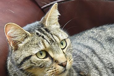 Culprit sought for cat shooting