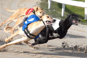GREYHOUNDS: Rosemary victor in sprint photo-finish