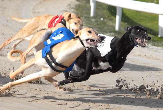 GREYHOUNDS:  Masie 'Moo'ves ahead