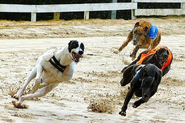 GREYHOUNDS: Flighty’s one to watch