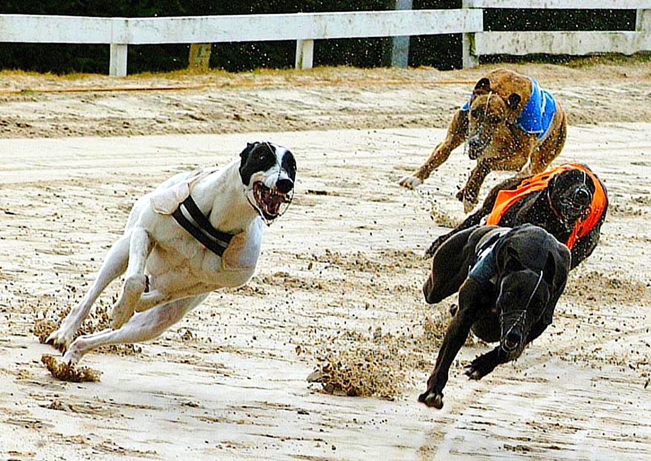 GREYHOUNDS: Flighty's one to watch