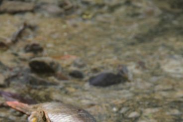 Fish deaths riddle