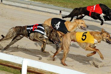 GREYHOUNDS:  Jet runs a sprint flyer