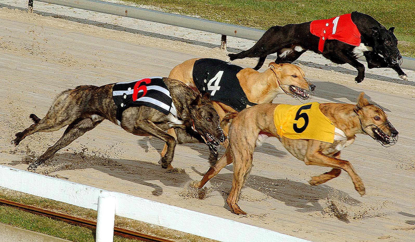 GREYHOUNDS: Boom blasts sprint rivals