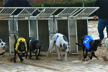 GREYHOUNDS: Horny Edgar books place in Autumn final