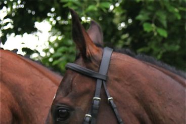 Thefts alert after stables raid