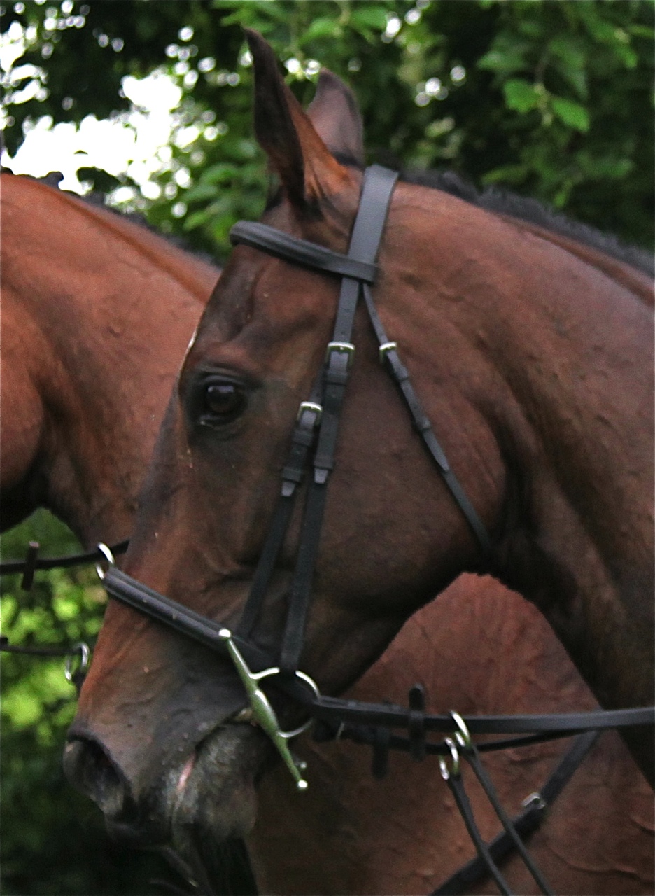 Thefts alert after stables raid