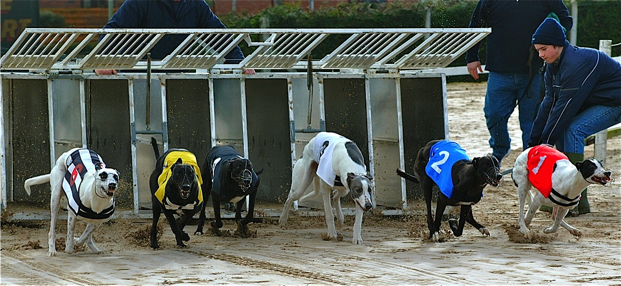 GREYHOUNDS:  Brothers' Long Tom triumph