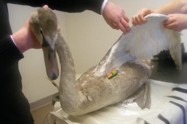 Swans injured on lochs