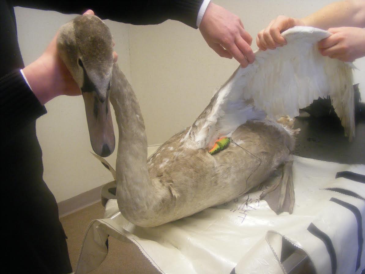 Swans injured on lochs