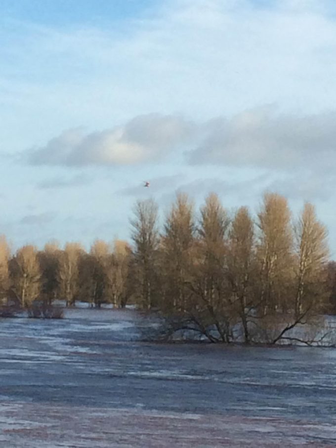 SUMBERGED . . . trees in the park were waterlogged