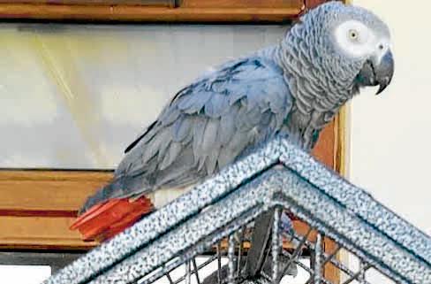 Missing parrot plea