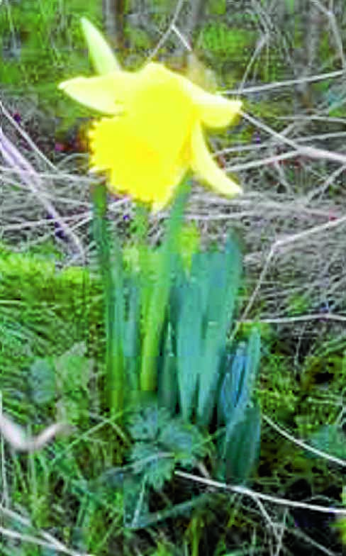 FLORAL SURPRISE . . . a daffodil was discovered in full bloom at Redkirk at the very start of the year by Sybelle Reay of Eaglesfield, as florists confirm the effects of unseasonably mild weather