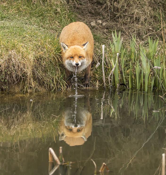 Fantastic fox