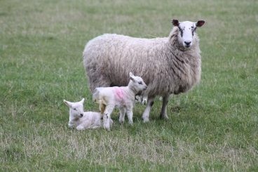 Police probe lamb killing