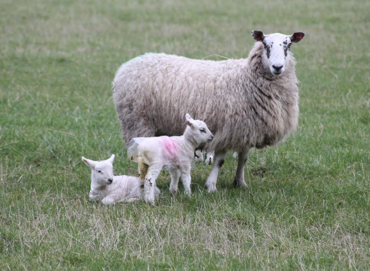 Lambing tips at monitor meeting