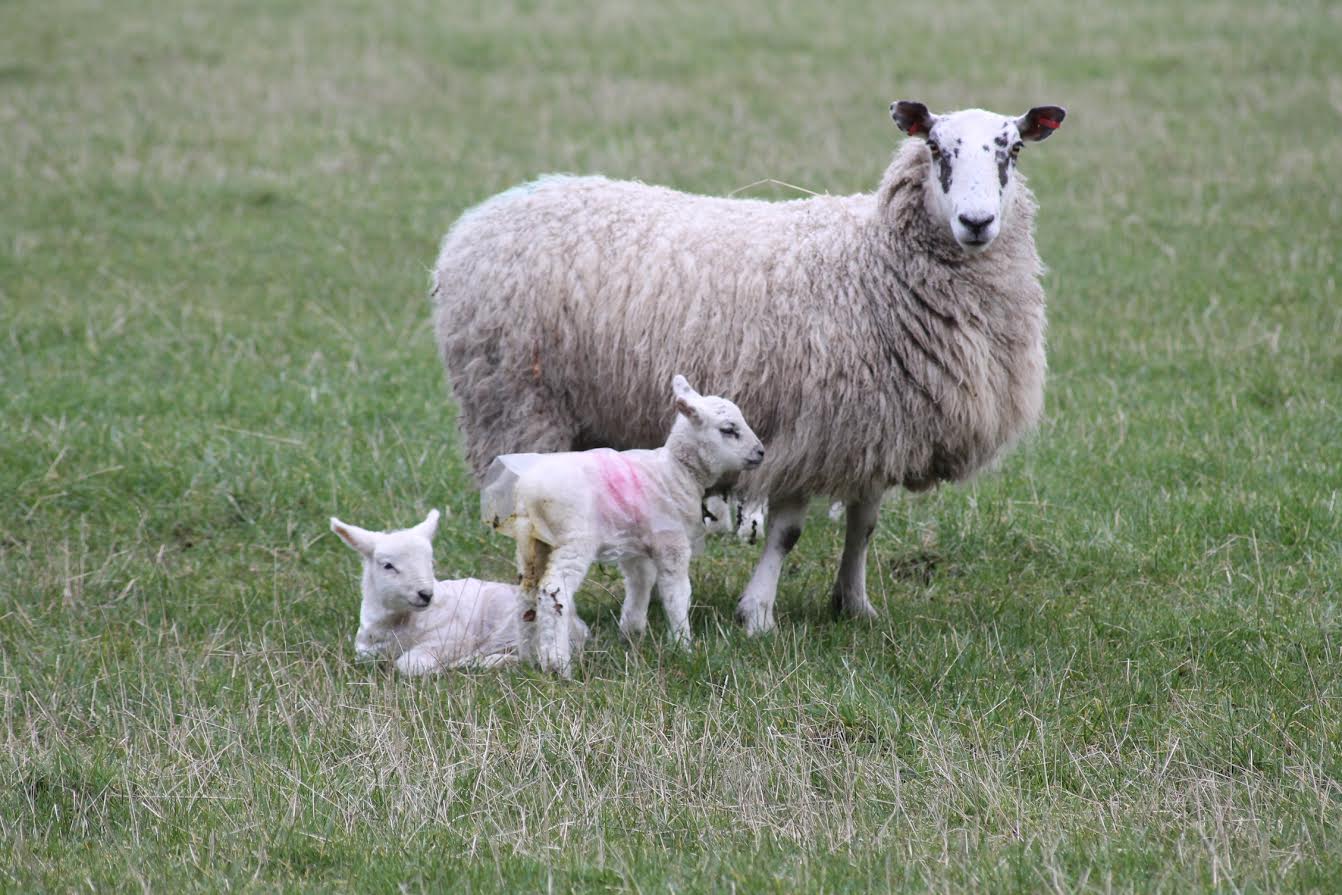 Lambing tips at monitor meeting