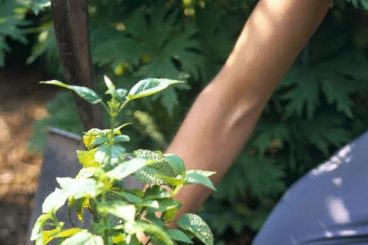 Community garden calls at new housing site