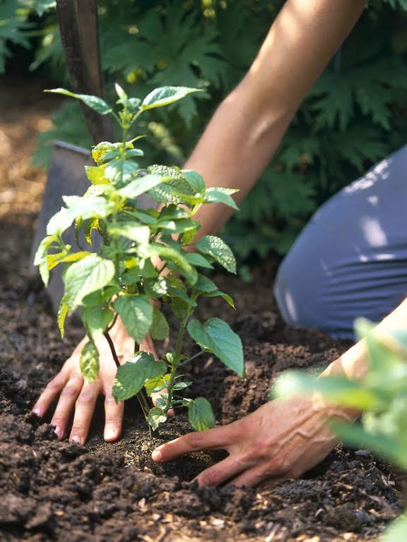 Community garden calls at new housing site