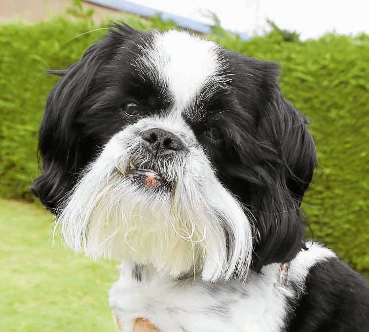 Dog owner’s shock as pet attacked