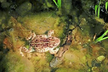 Sign call after rare toad pond set on fire