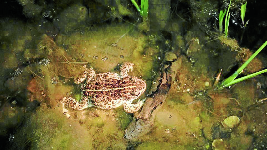 Sign call after rare toad pond set on fire