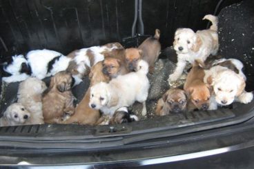 Puppies seized at port