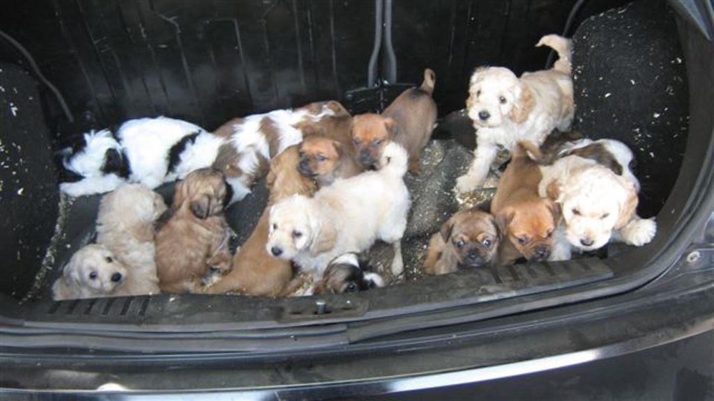 Puppies seized at port